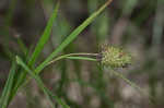 Cattail sedge